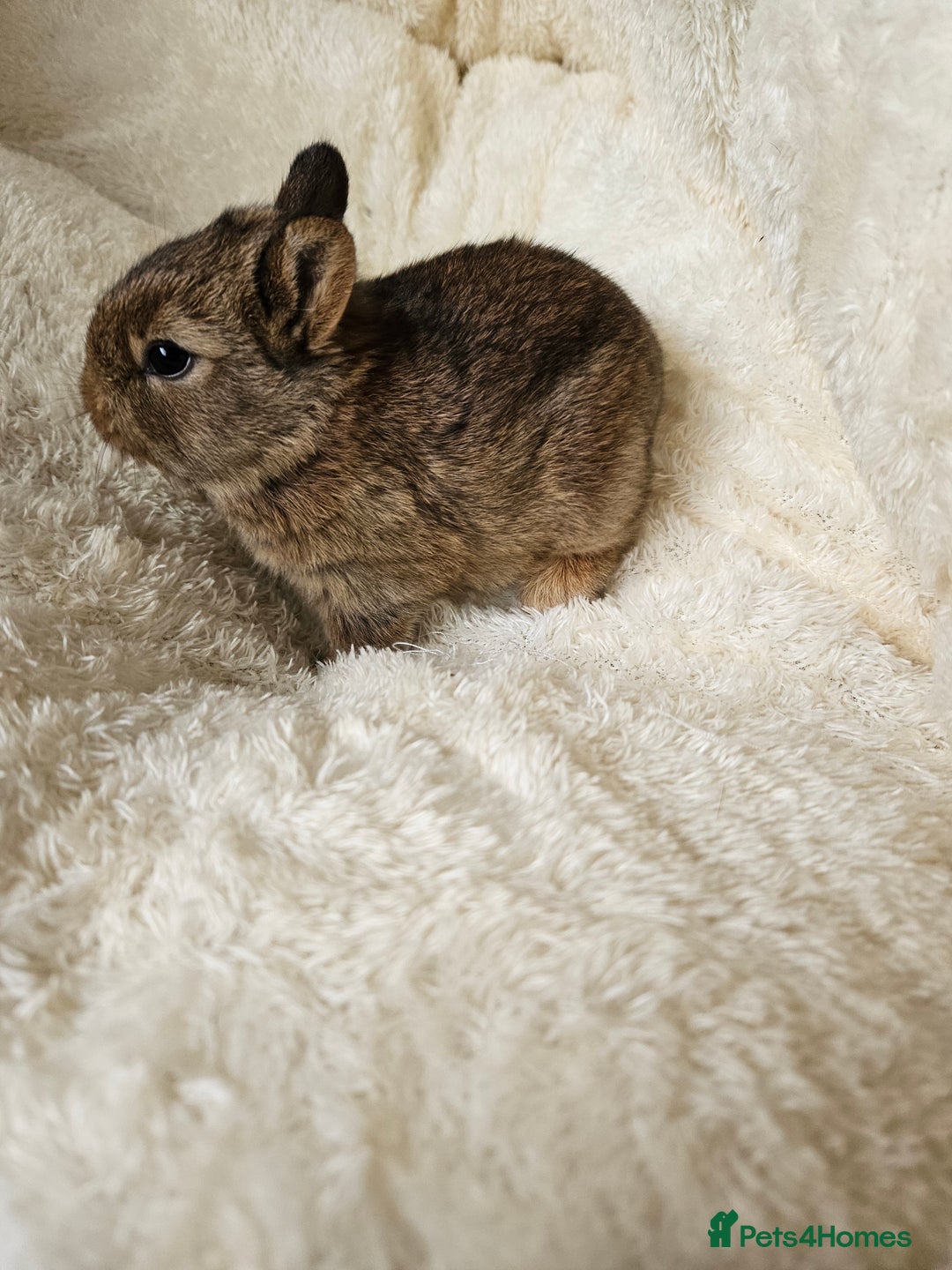 Netherland Dwarf rabbits for sale: Netherland Dwarf bunnies - Image 17
