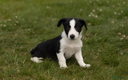 Mixed Breed dogs for sale: 🐾 Jack Russell x Border Collie Puppies  - Image 10