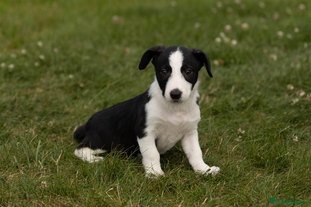 Mixed Breed dogs for sale: 🐾 Jack Russell x Border Collie Puppies  - Image 10