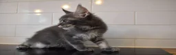 Maine Coon cats for sale: READY FOR COLLECTION  TICA registered kittens - Advert 31