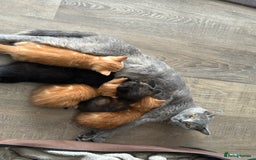 Mixed Breed cats for sale: 5 Beautiful Kittens - Image 1