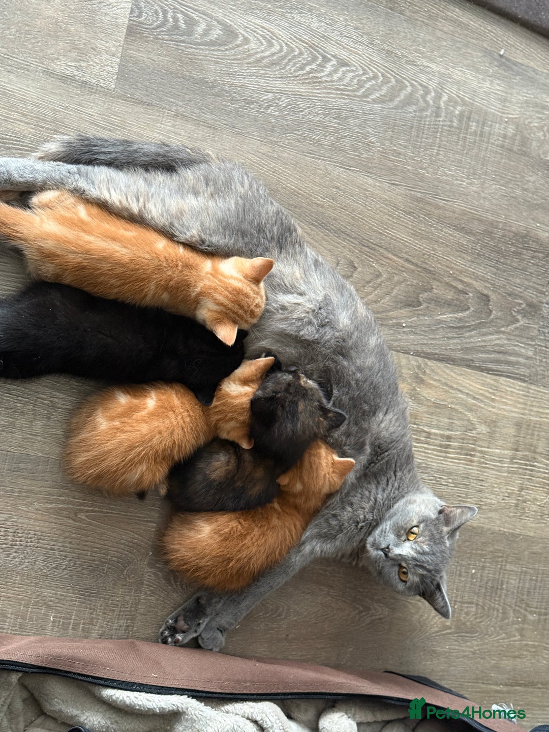 Mixed Breed cats for sale: 5 Beautiful Kittens - Image 1