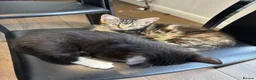 Mixed Breed cats for sale: Beautiful kittens ready now - Advert 5
