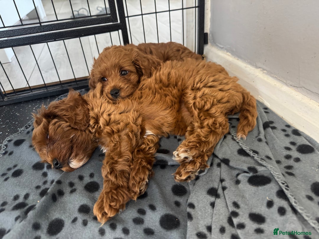 Cavapoo dogs for sale: Red F1B Cavapoos available one boy one gorl - Image 7