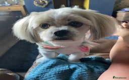 Lhasa Apso dogs for stud: Wanted STUD - Image 1