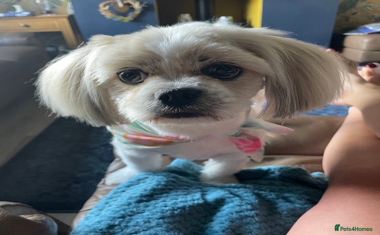 Lhasa Apso dogs - Advert 1
