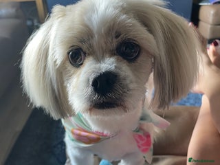 Lhasa Apso dogs - Advert 2