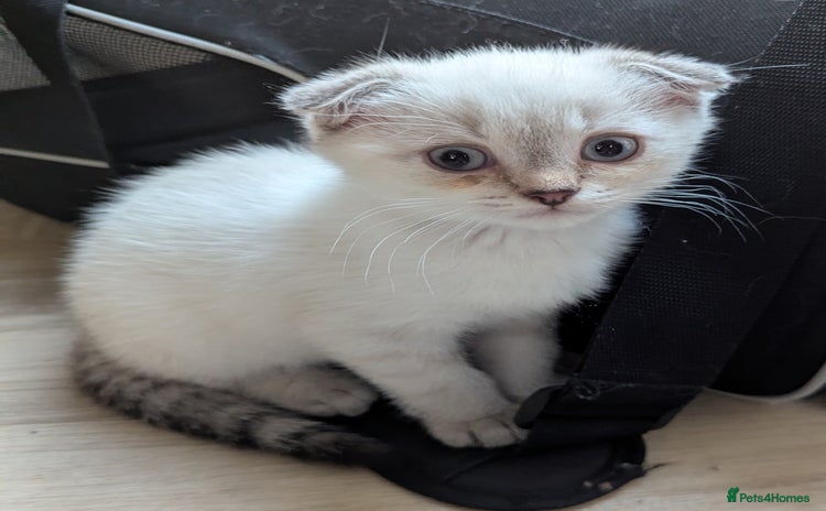 Scottish Fold cats - Advert 1