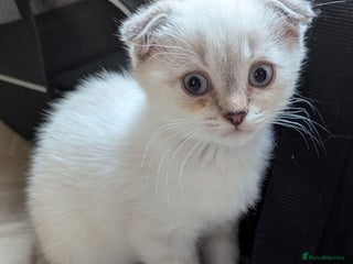 Scottish Fold cats - Advert 3