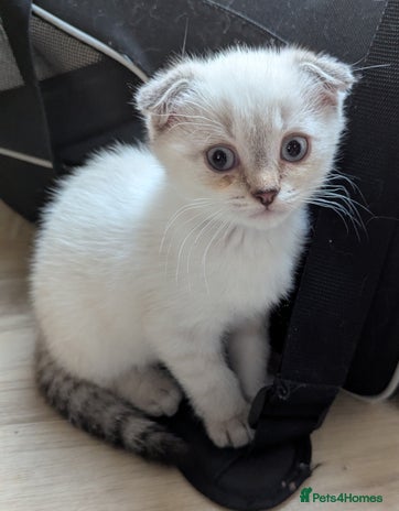 Scottish Fold cats - Advert 1