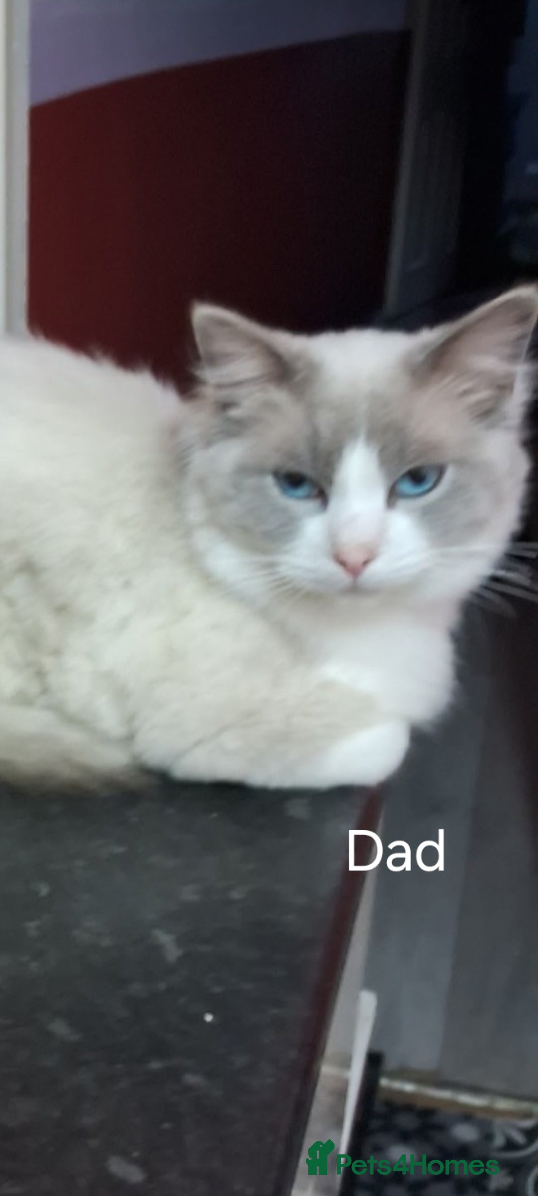 Ragdoll cats for sale: Beautiful adorable Ragdoll kittens.  - Image 4