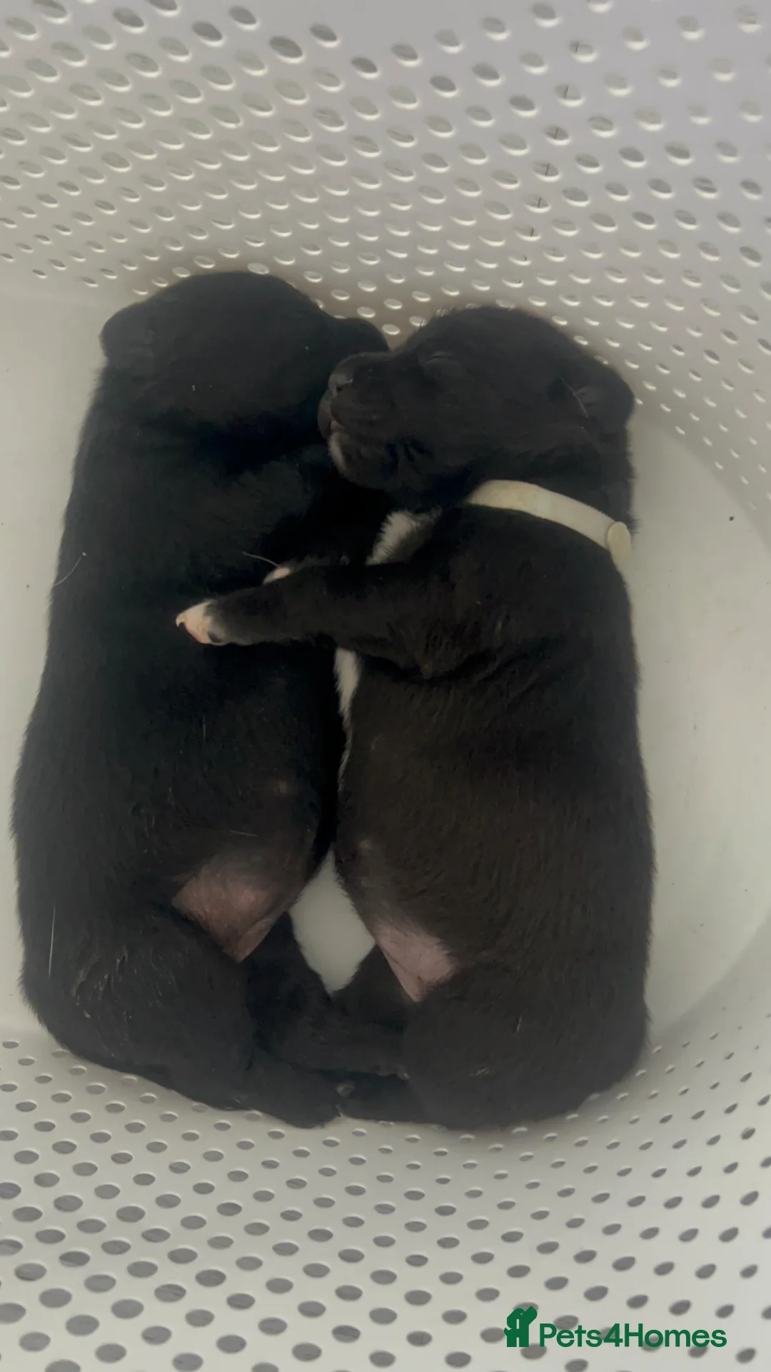 Mixed Breed dogs for sale: Labrador x Kelpie puppies in Tranent - Advert 12