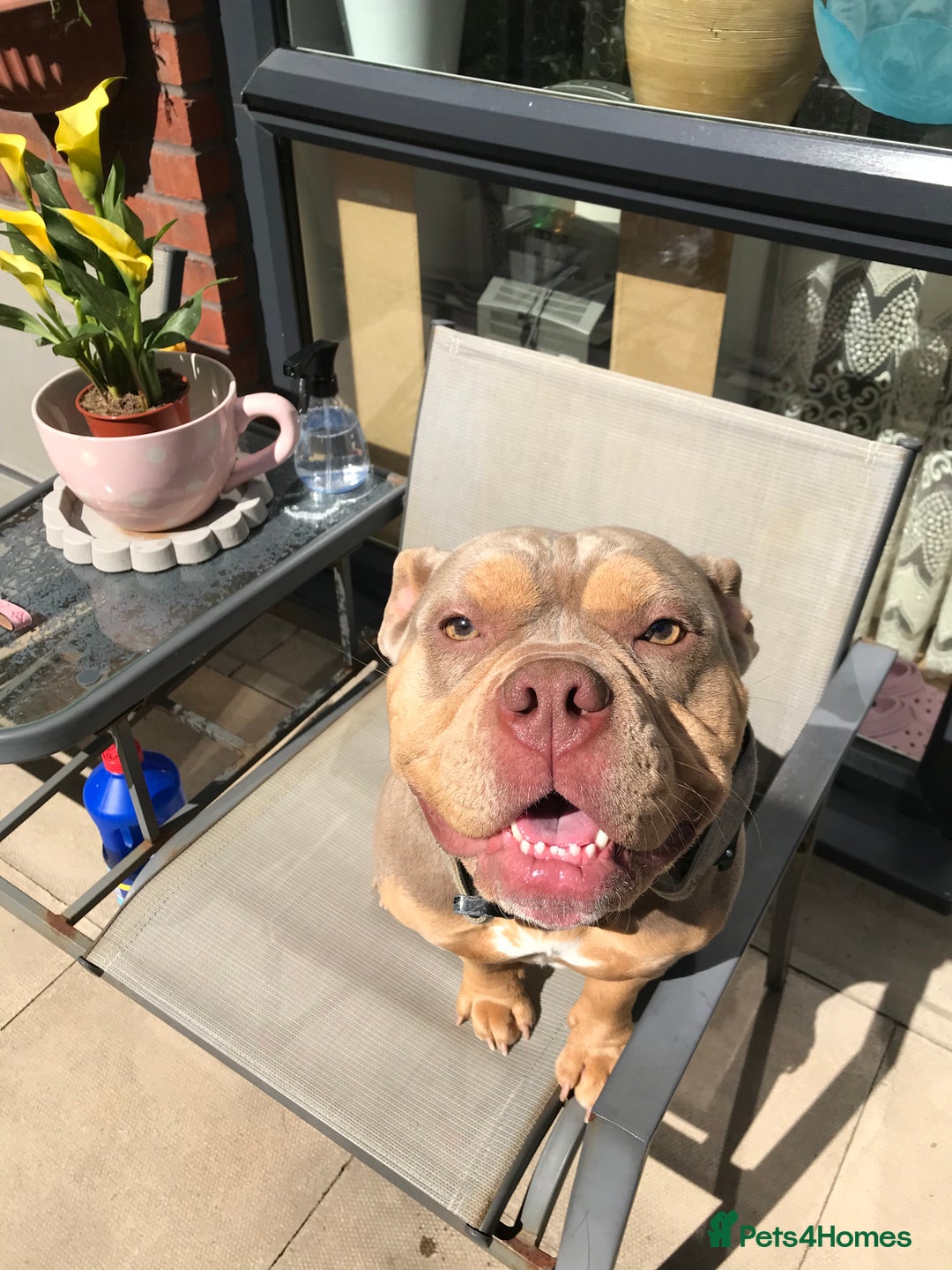 American Bully dogs for sale: Female Pocket Bully  - Image 8