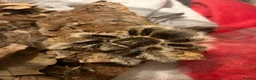 Tarantulas invertebrates for sale: Adult female curly hair tarantula  - Advert 3