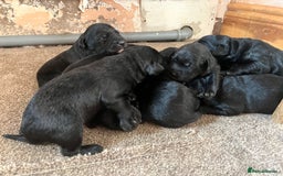 Mixed Breed dogs for sale: 3/4 lab 1/4 collie puppies  in Whitby - Image 8