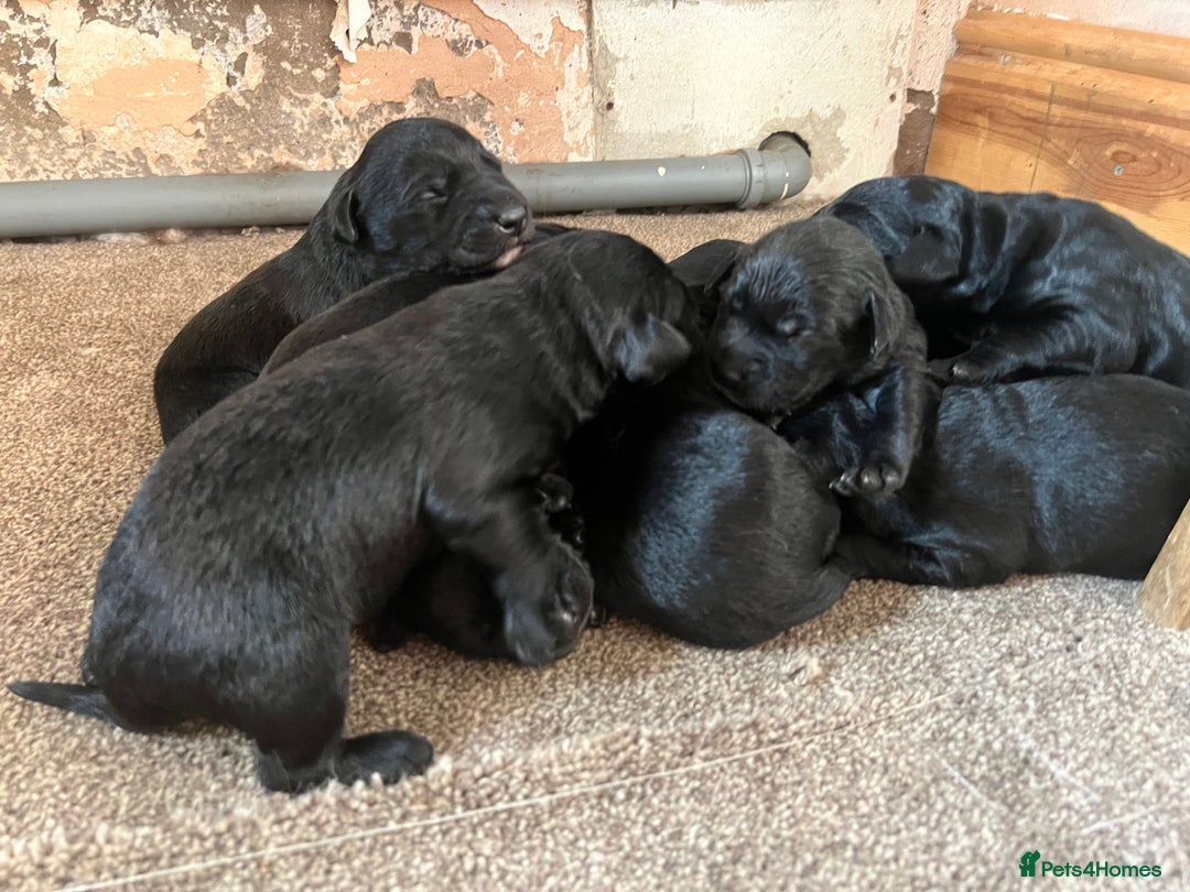 Mixed Breed dogs for sale: 3/4 lab 1/4 collie puppies  in Whitby - Image 8