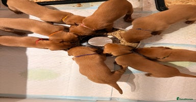 Labrador Retriever dogs - Advert 9