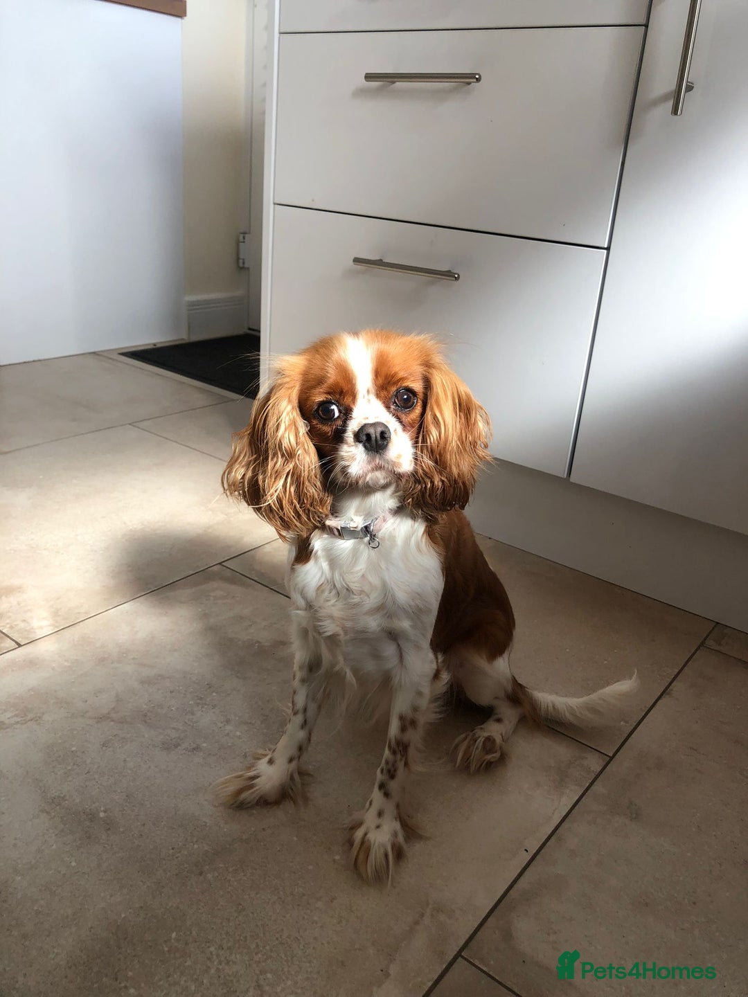 Cavapoo dogs for sale: Cavapoo - Advert 3