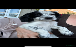 Cocker Spaniel dogs for sale: KC registered working Cocker Spaniel puppies - Image 4