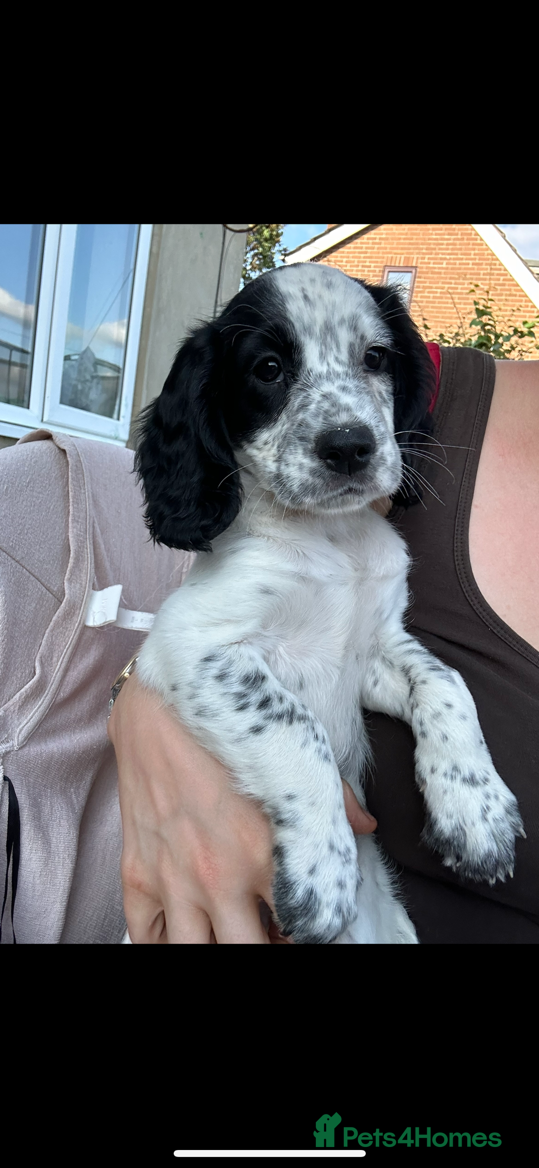 Cocker Spaniel dogs for sale: KC registered working Cocker Spaniel puppies - Image 4