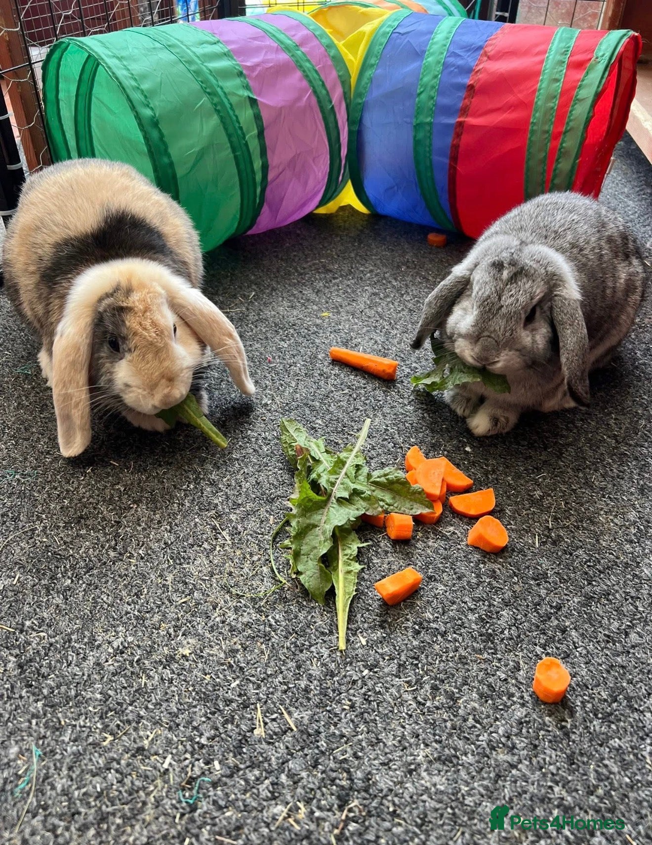 Mini Lop rabbits 2 female mini lop bunnies - Advert 1