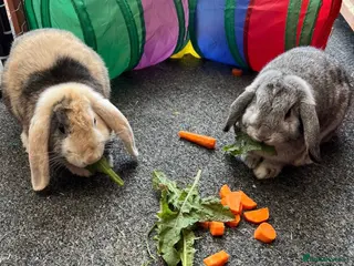 Mini Lop rabbits 2 female mini lop bunnies - Advert 1