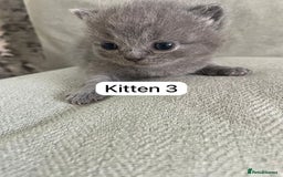 British Shorthair cats for sale: Full breed British short hair - Image 5