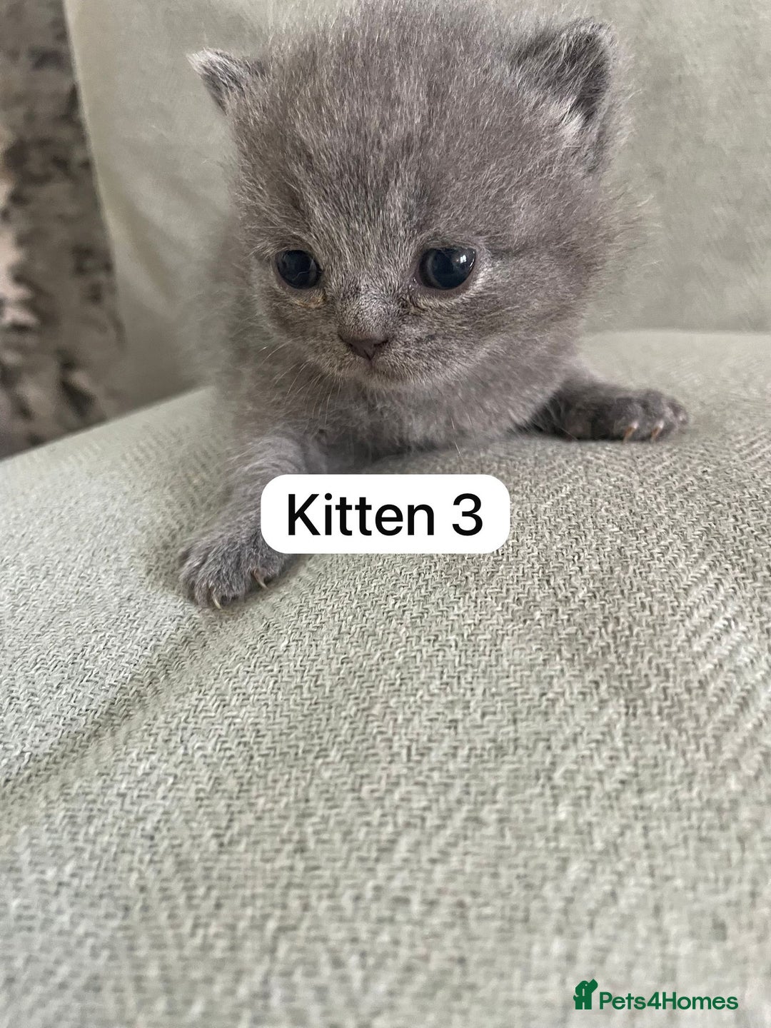 British Shorthair cats for sale: Full breed British short hair - Image 5
