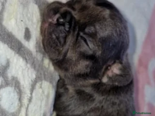 French Bulldog dogs Frenchies - Advert 6