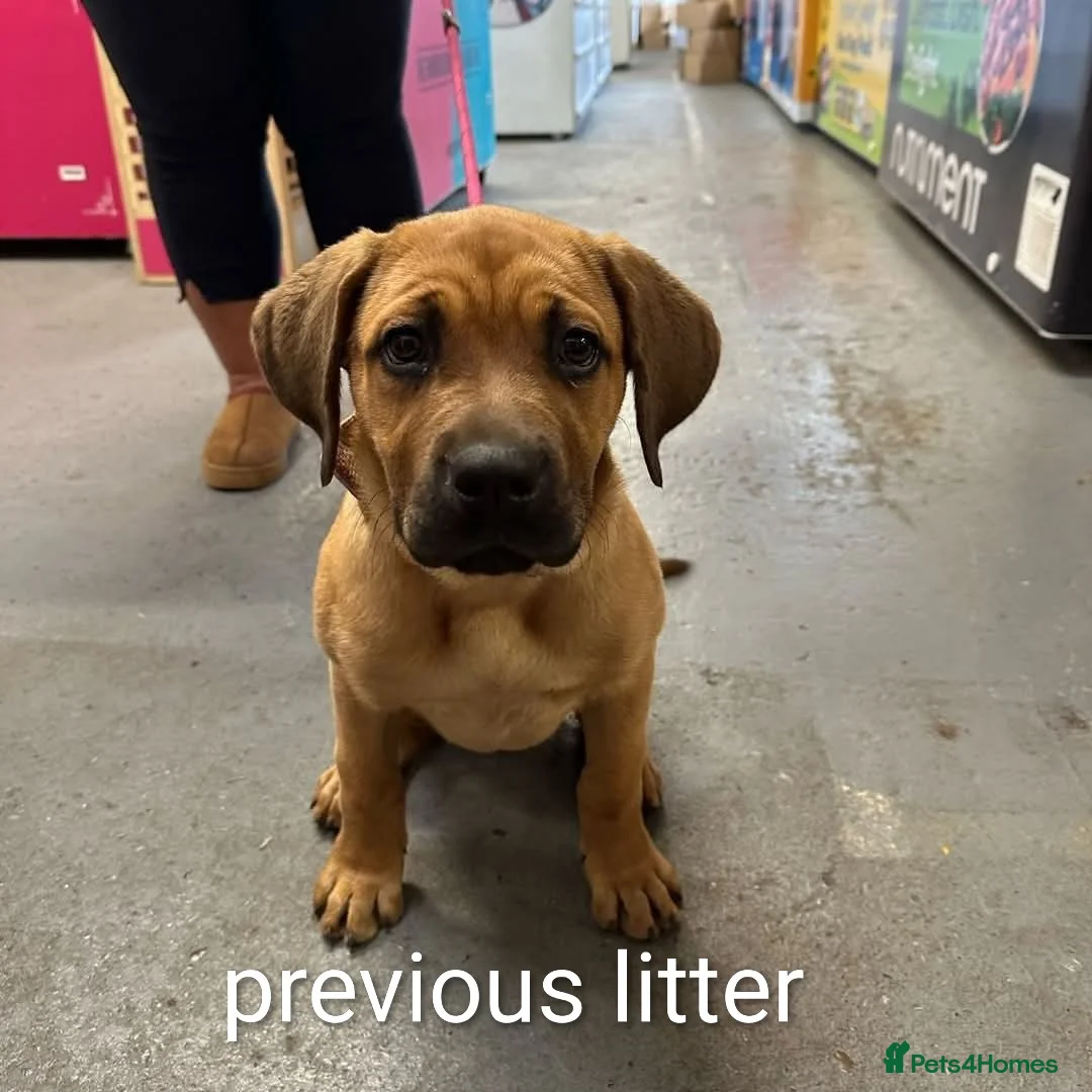 Mixed Breed dogs for sale: Rott de Bordeaux  - Advert 7