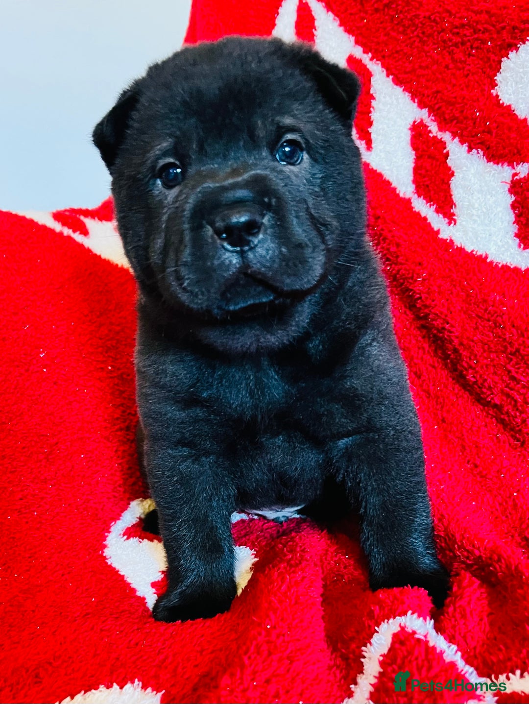 Mixed Breed dogs for sale: ChowPei Pups  - Advert 11