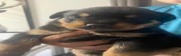 Rottweiler dogs for sale: Pure breed rottweilers  - Advert 10