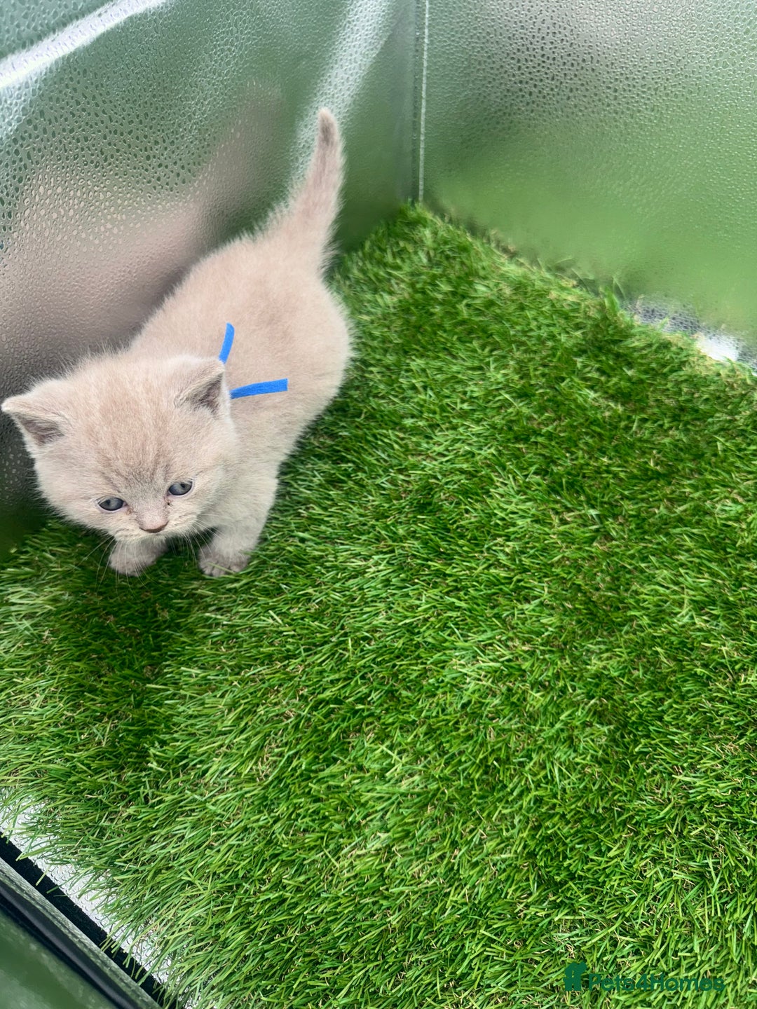British Shorthair cats for sale: BRITISH SHORT HAIR LILAC KITTENS  - Advert 12