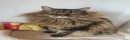 Norwegian Forest Cat cats for sale: Our sweet Norwegian forest cat boy  - Advert 2