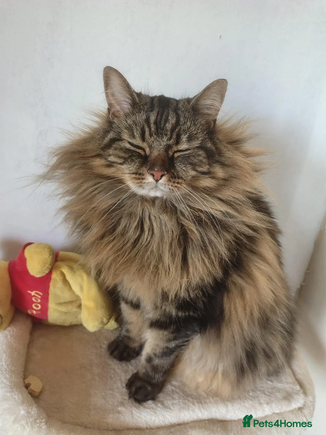Norwegian Forest Cat cats for sale: Our sweet Norwegian forest cat boy  - Advert 2