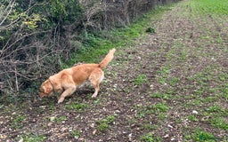 Golden Retriever dogs for sale: Golden retriever male - Advert 2