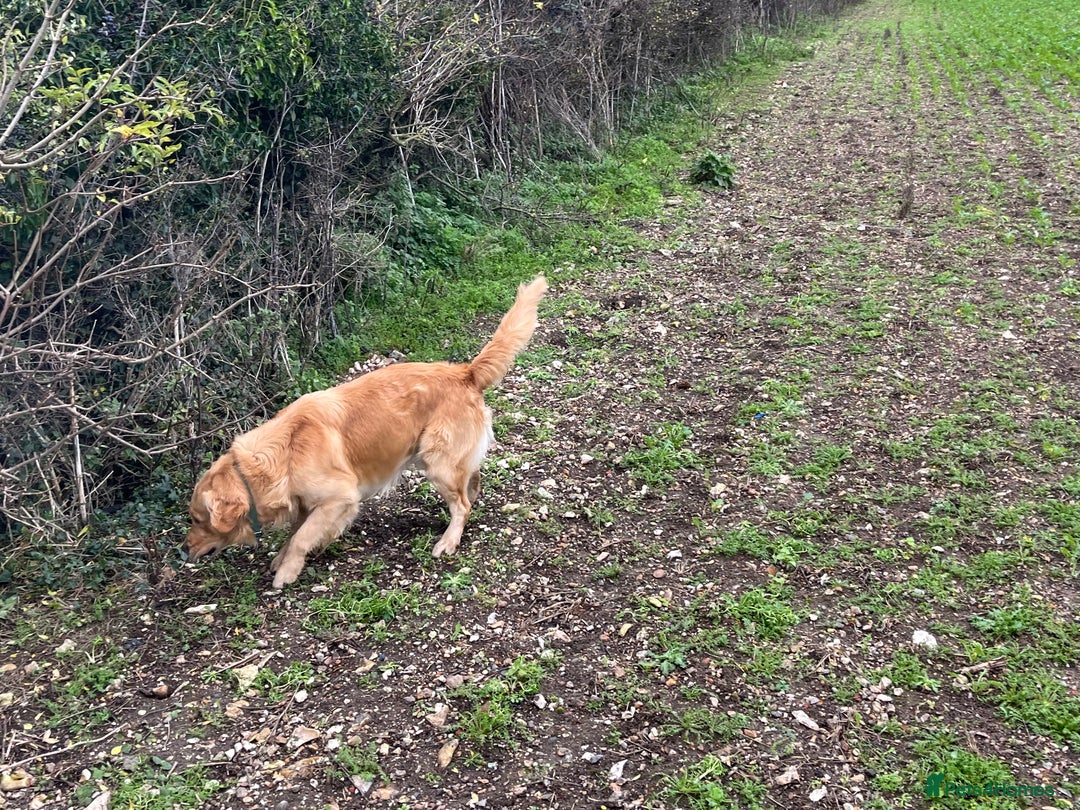 Golden Retriever dogs for sale: Golden retriever male - Advert 2