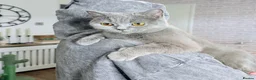 British Shorthair cats for sale: 100% Pedigree Champion British Shorthair kittens  - Advert 22