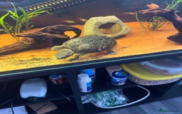 Turtle reptiles for sale: Musk turtle and full set up - Image 3