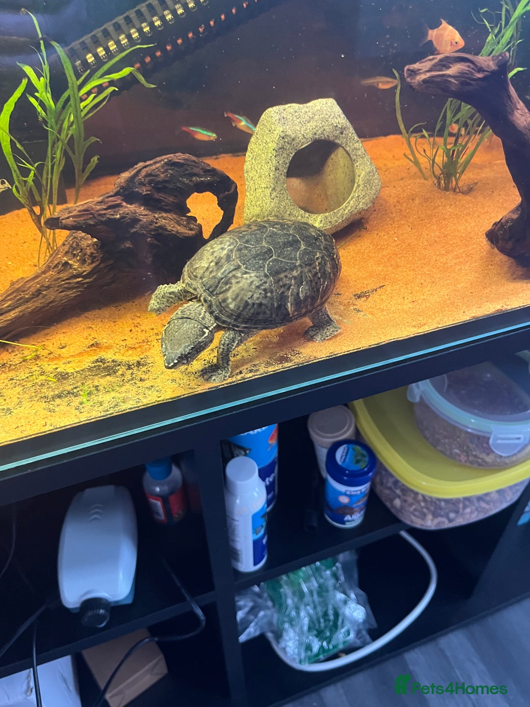 Turtle reptiles for sale: Musk turtle and full set up - Image 3