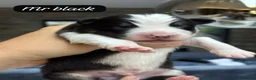 Australian Shepherd dogs for sale: Outstanding Merle/Black and Tan KC Reg Puppies  - Advert 38