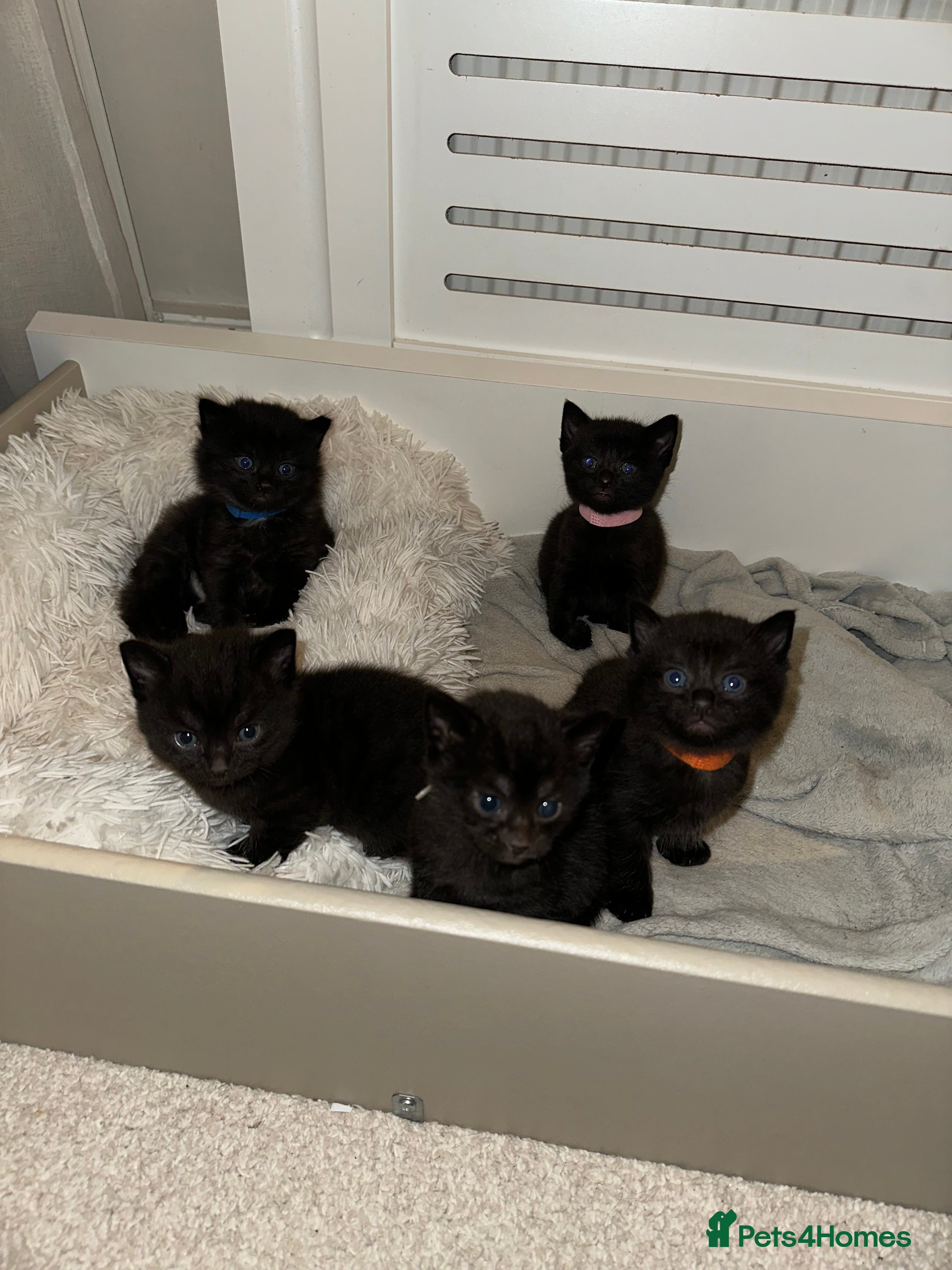 Mixed Breed cats Black kittens with slight grey tabby - Advert 9