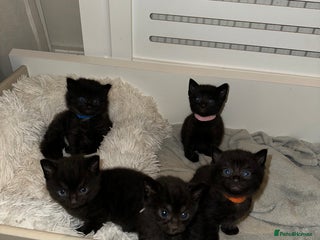 Mixed Breed cats Black kittens with slight grey tabby - Advert 1