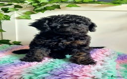 Cockapoo dogs for stud: F1 Blue Phantom merle Cockerpoo standing at stud in Basildon - Image 29