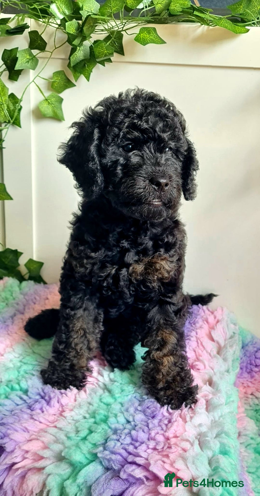 Cockapoo dogs for stud: F1 Blue Phantom merle Cockerpoo standing at stud in Basildon - Image 29