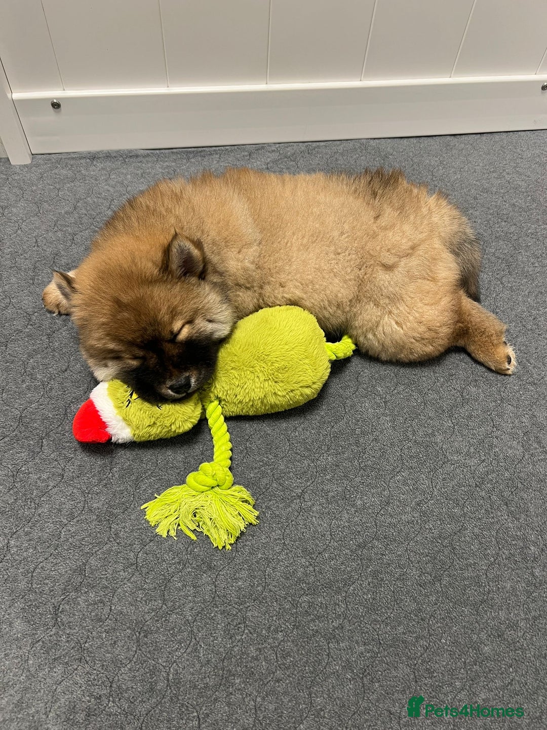 Mixed Breed dogs for sale: CHOWSKI PUPPYS READY TO GO!!  - Advert 6