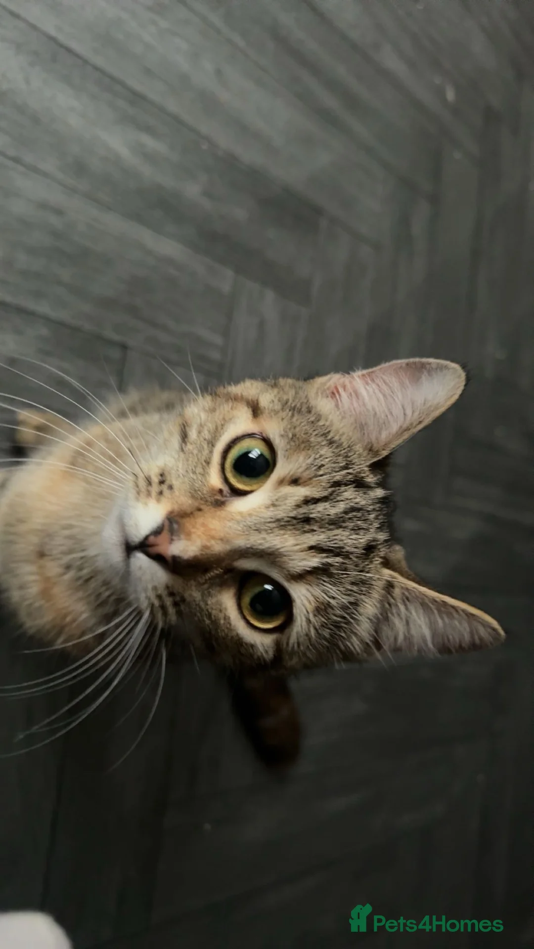Domestic Shorthair cats for sale: Beautiful domestic shorthair kittens for sale in Plymouth - Advert 16