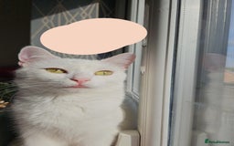 Mixed Breed cats for sale: FREE STUFF WITH CAT!! in Bolton - Image 5