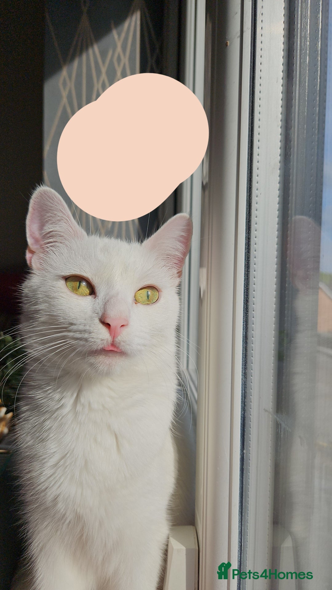 Mixed Breed cats for sale: FREE STUFF WITH CAT!! in Bolton - Image 5