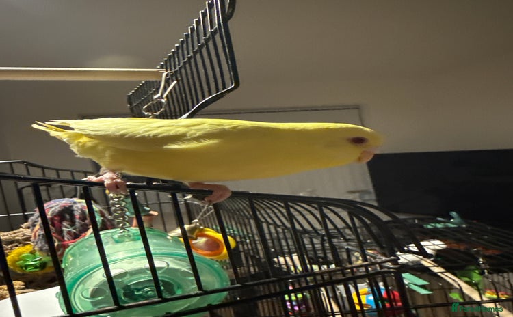 Budgerigars birds Title Budgie yellow Latino female semi tamed - Advert 1